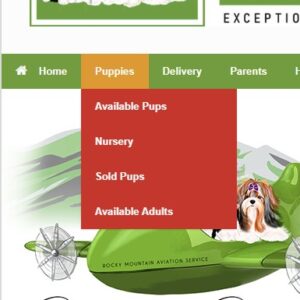 How to buy a Biewer Terrier Puppy on our website.