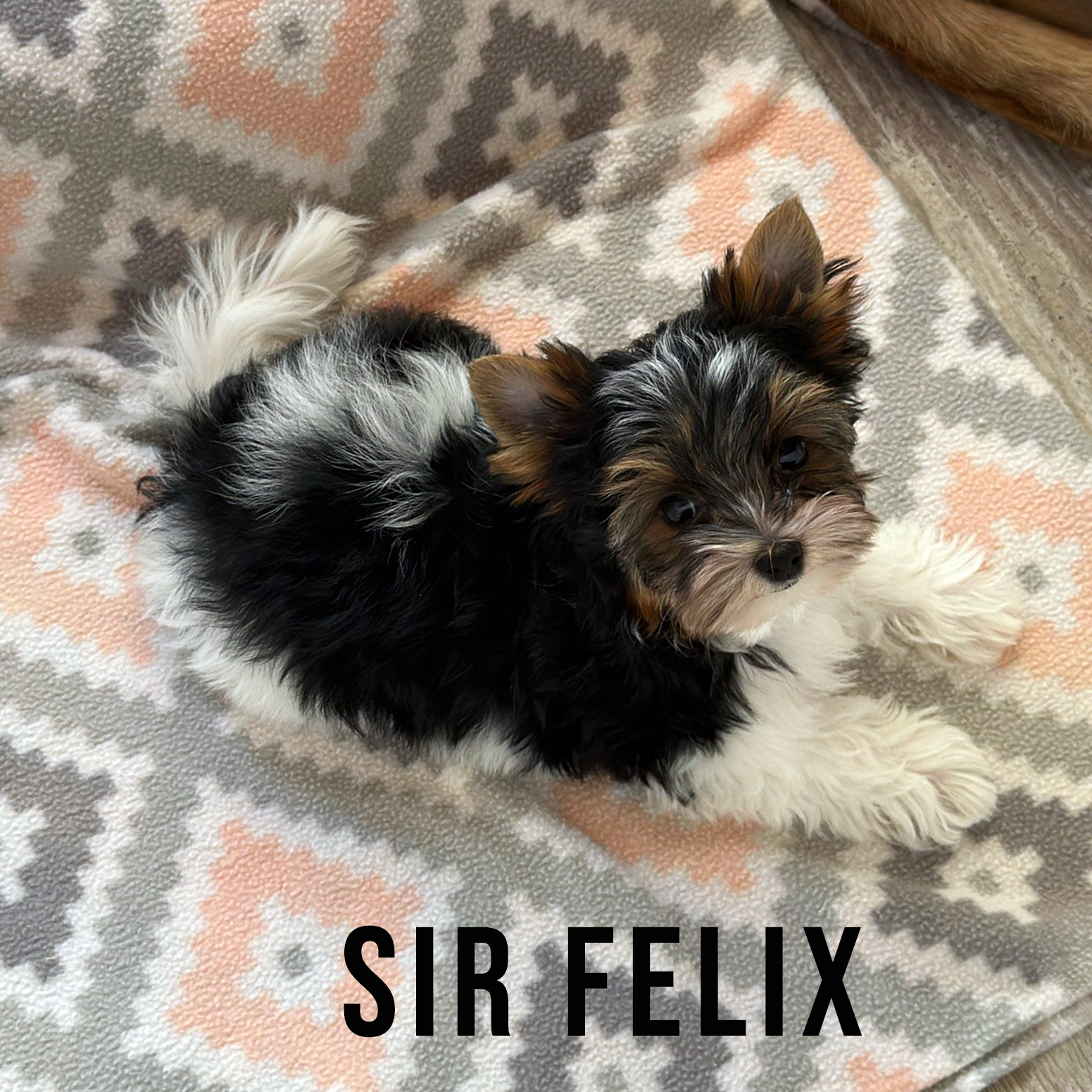 Biewer Terrier Puppy Boy Sir Felix - Image 2