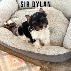 Biewer Terrier Puppy Boy Sir Dylan
