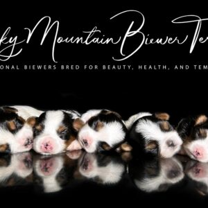 Biewer Terrier Puppy Boy Sir Alvin