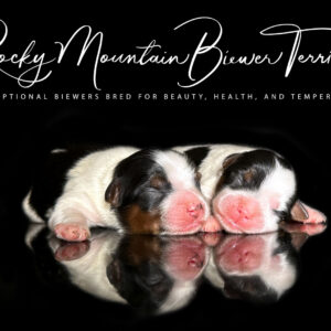 Biewer Terrier Puppy Boy Sir Benny