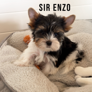 Biewer Terrier Puppy Boy Sir Enzo
