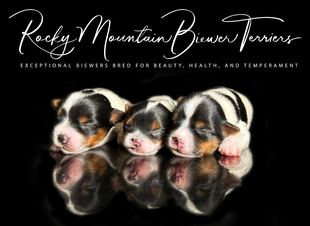 Biewer Terrier Puppy Boy Sir Denver