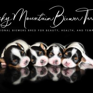 Biewer Terrier Puppy Boy Sir Everett