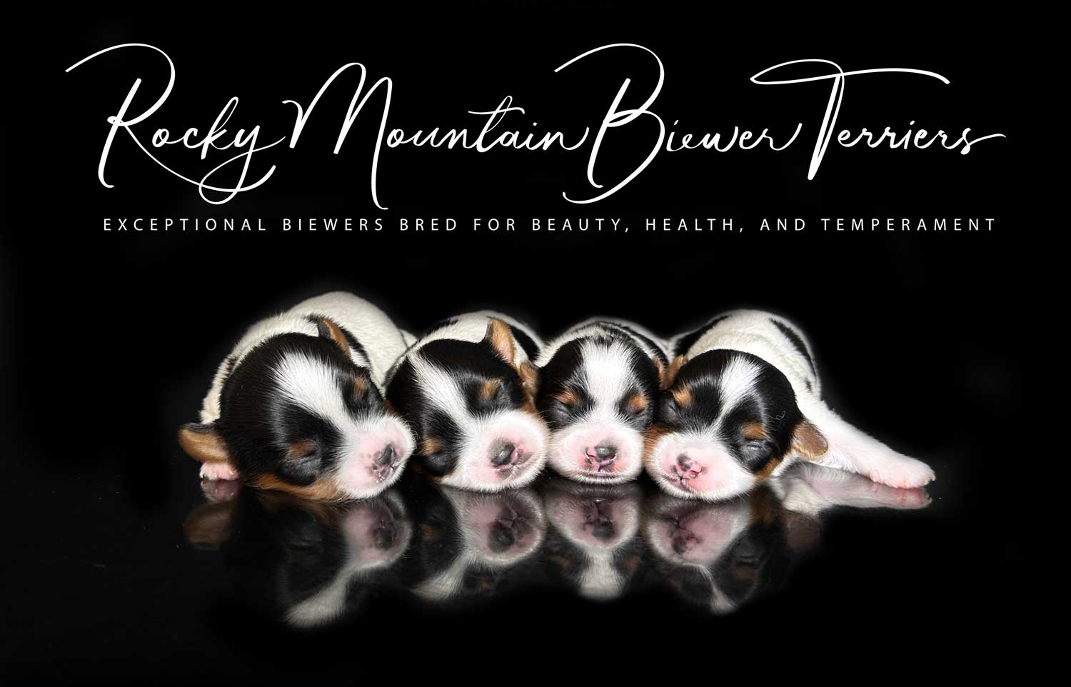 Biewer Terrier Puppy Boy Sir Enzo