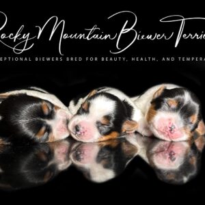 Biewer Terrier Puppy Boy Sir Charlie