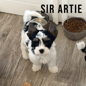 Biewer Terrier Puppy Boy Sir Artie