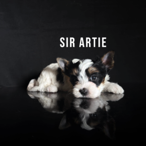 Biewer Terrier Puppy Boy Sir Artie