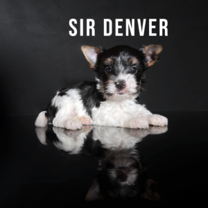 Biewer Terrier Puppy Boy Sir Denver