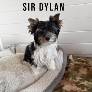 Biewer Terrier Puppy Boy Sir Dylan