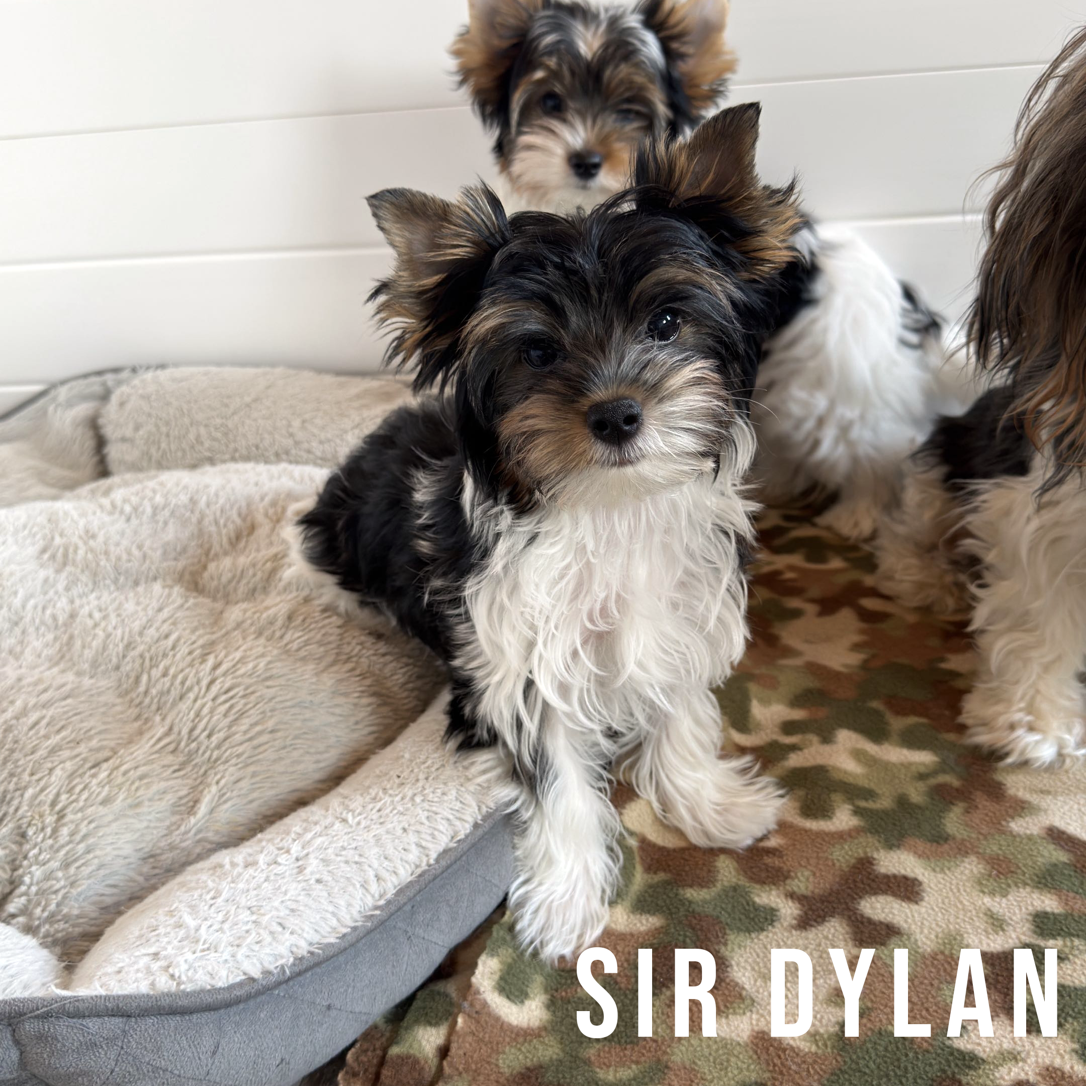 Biewer Terrier Puppy Boy Sir Dylan - Image 2