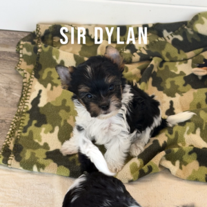 Biewer Terrier Puppy Boy Sir Dylan