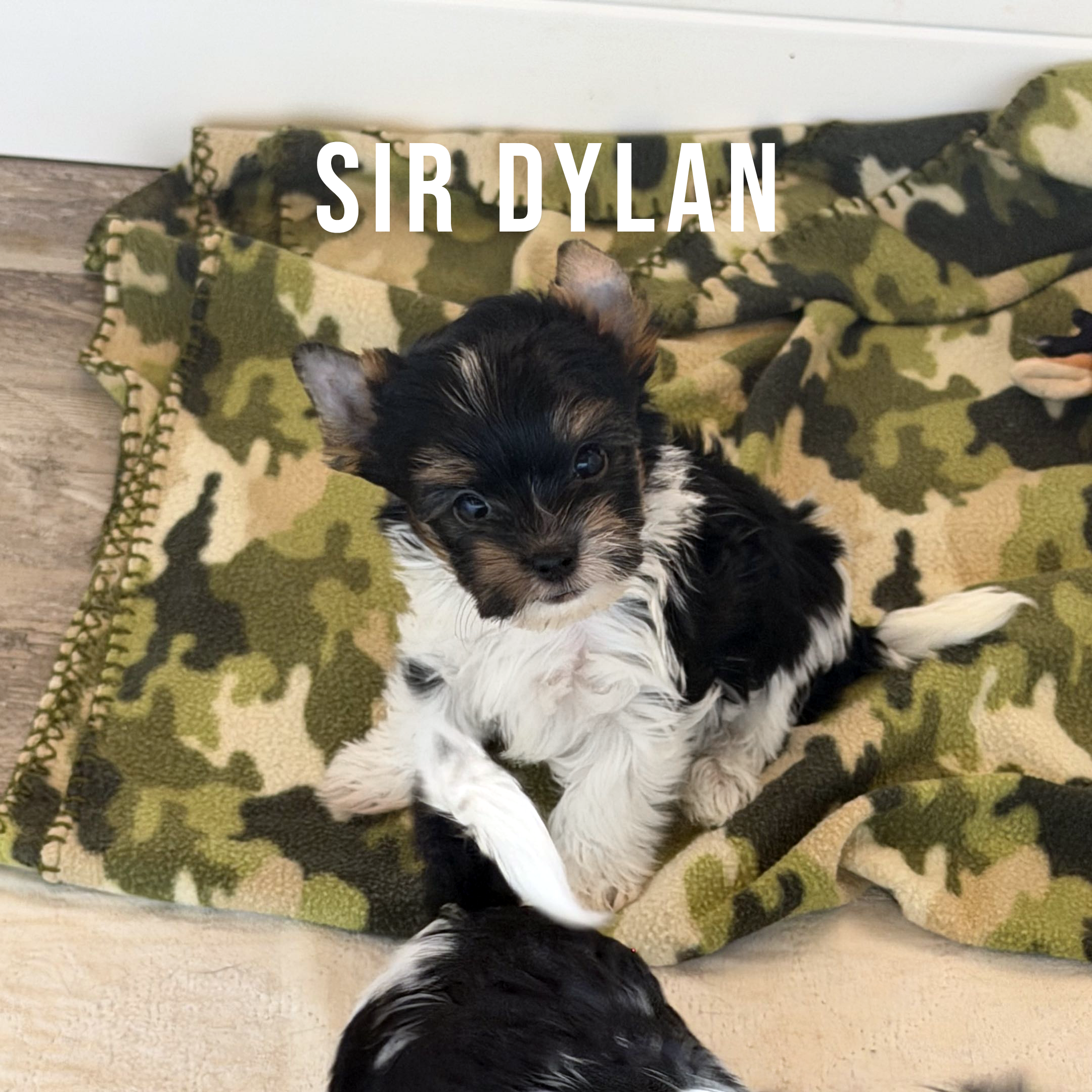 Biewer Terrier Puppy Boy Sir Dylan