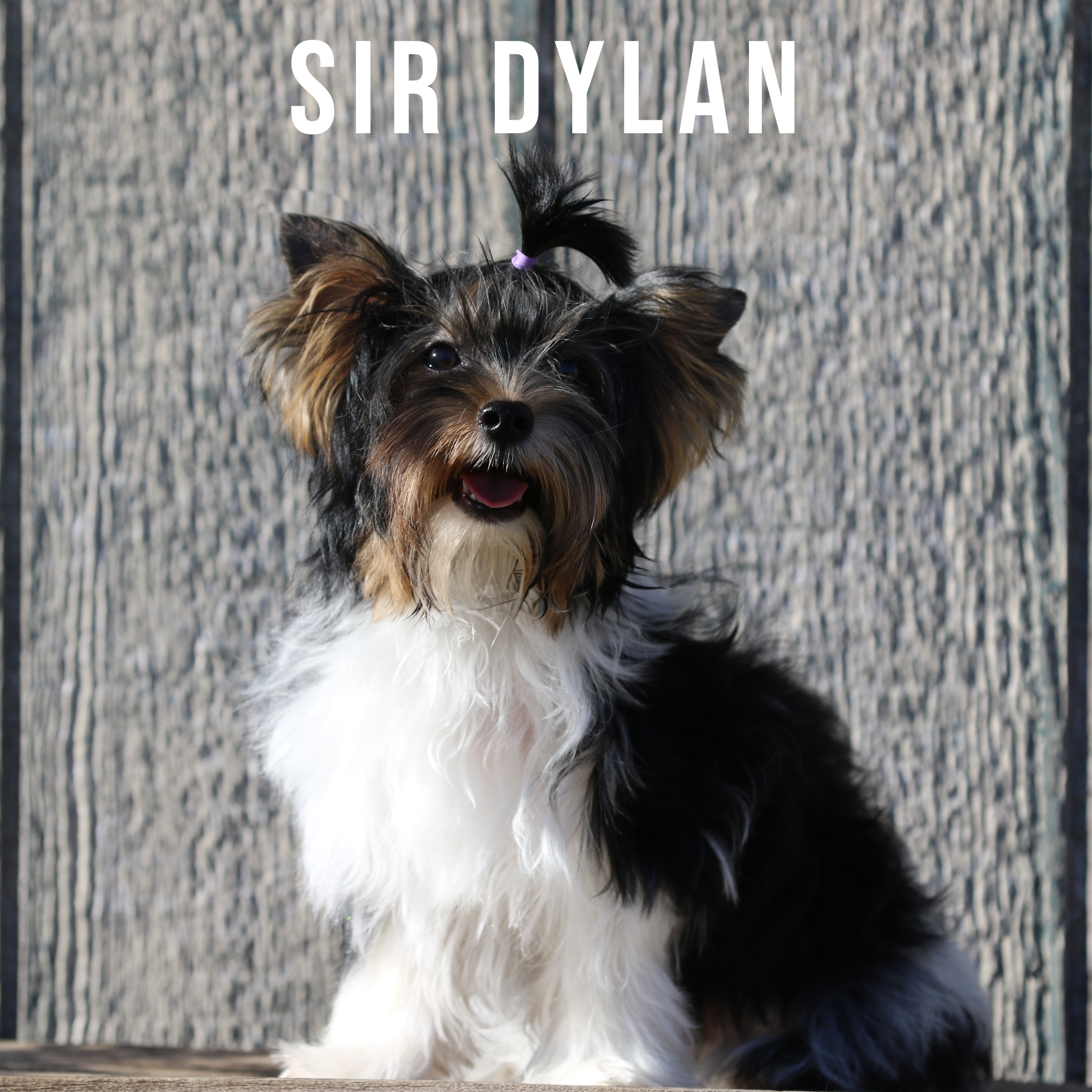 Biewer Terrier Puppy Boy Sir Dylan - Image 2