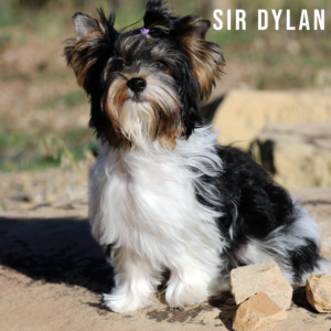 Biewer Terrier Puppy Boy Sir Dylan