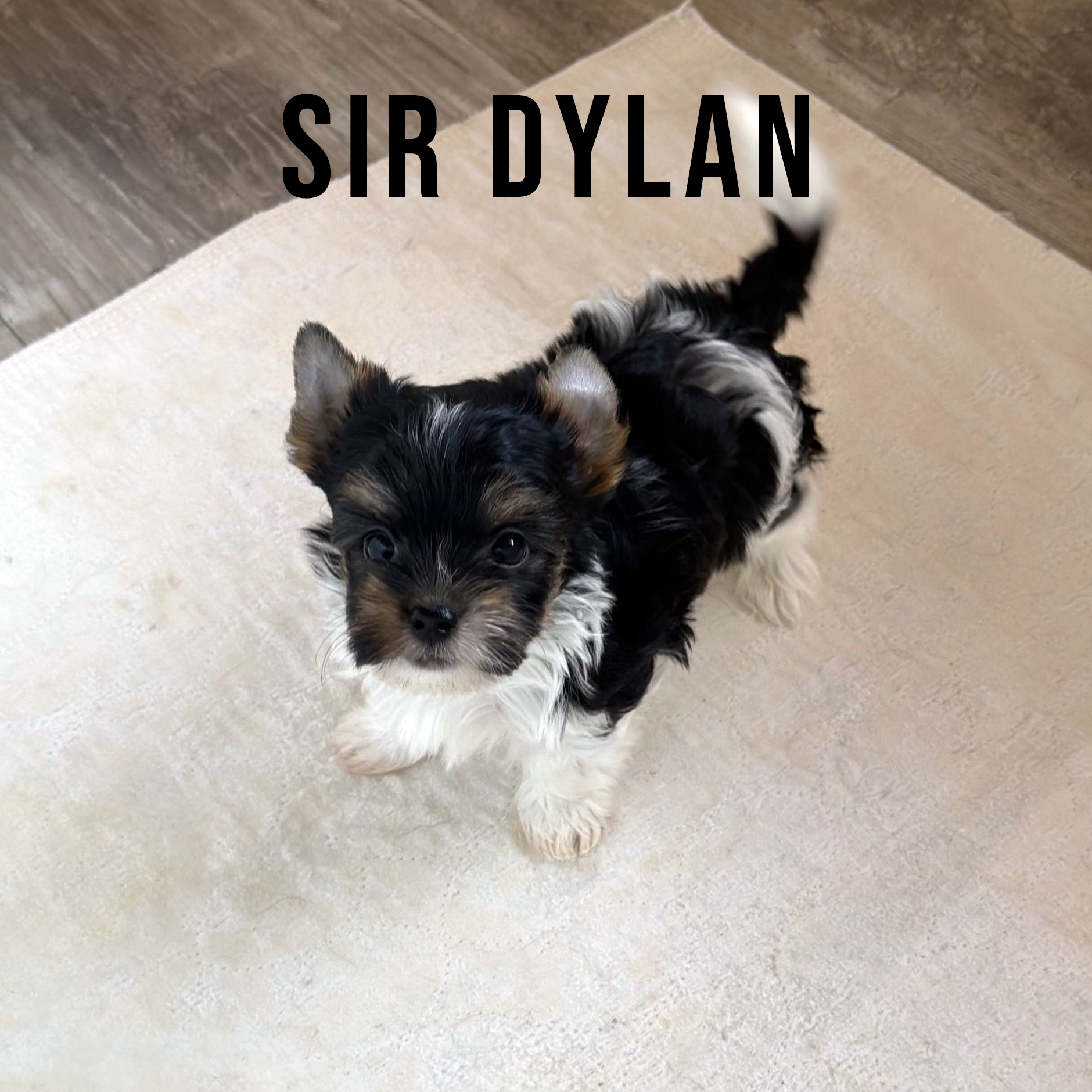 Biewer Terrier Puppy Boy Sir Dylan - Image 2