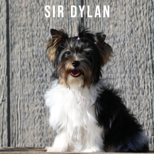 Biewer Terrier Puppy Boy Sir Dylan