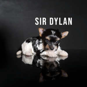 Biewer Terrier Puppy Boy Sir Dylan