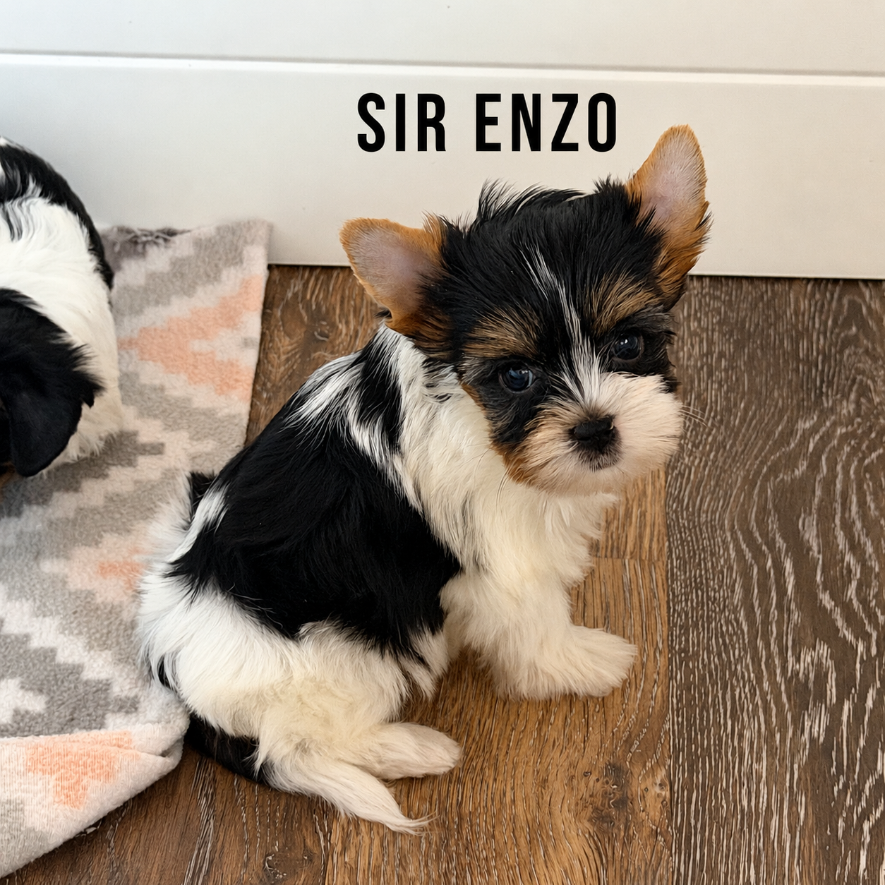 Biewer Terrier Puppy Boy Sir Enzo - Image 2