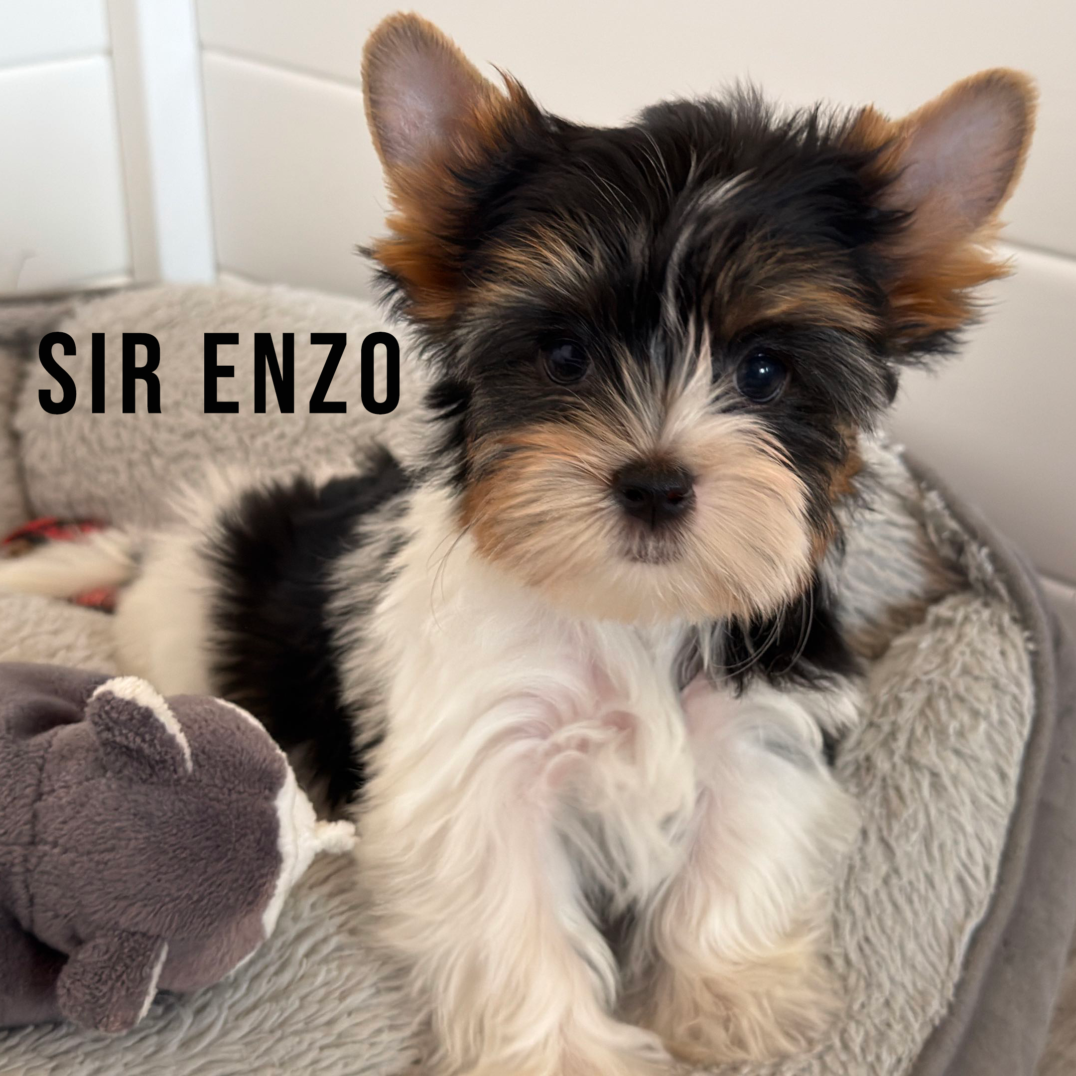 Biewer Terrier Puppy Boy Sir Enzo - Image 2