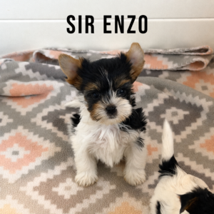 Biewer Terrier Puppy Boy Sir Enzo