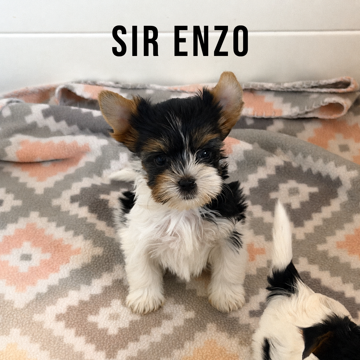 Biewer Terrier Puppy Boy Sir Enzo