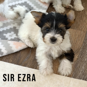 Biewer Terrier Puppy Boy Sir Ezra