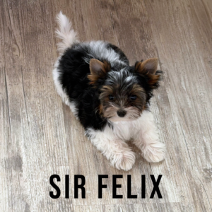 Biewer Terrier Puppy Boy Sir Felix