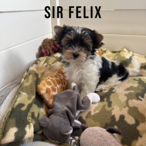 Biewer Terrier Puppy Boy Sir Felix