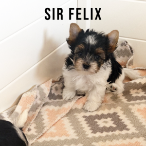 Biewer Terrier Puppy Boy Sir Felix