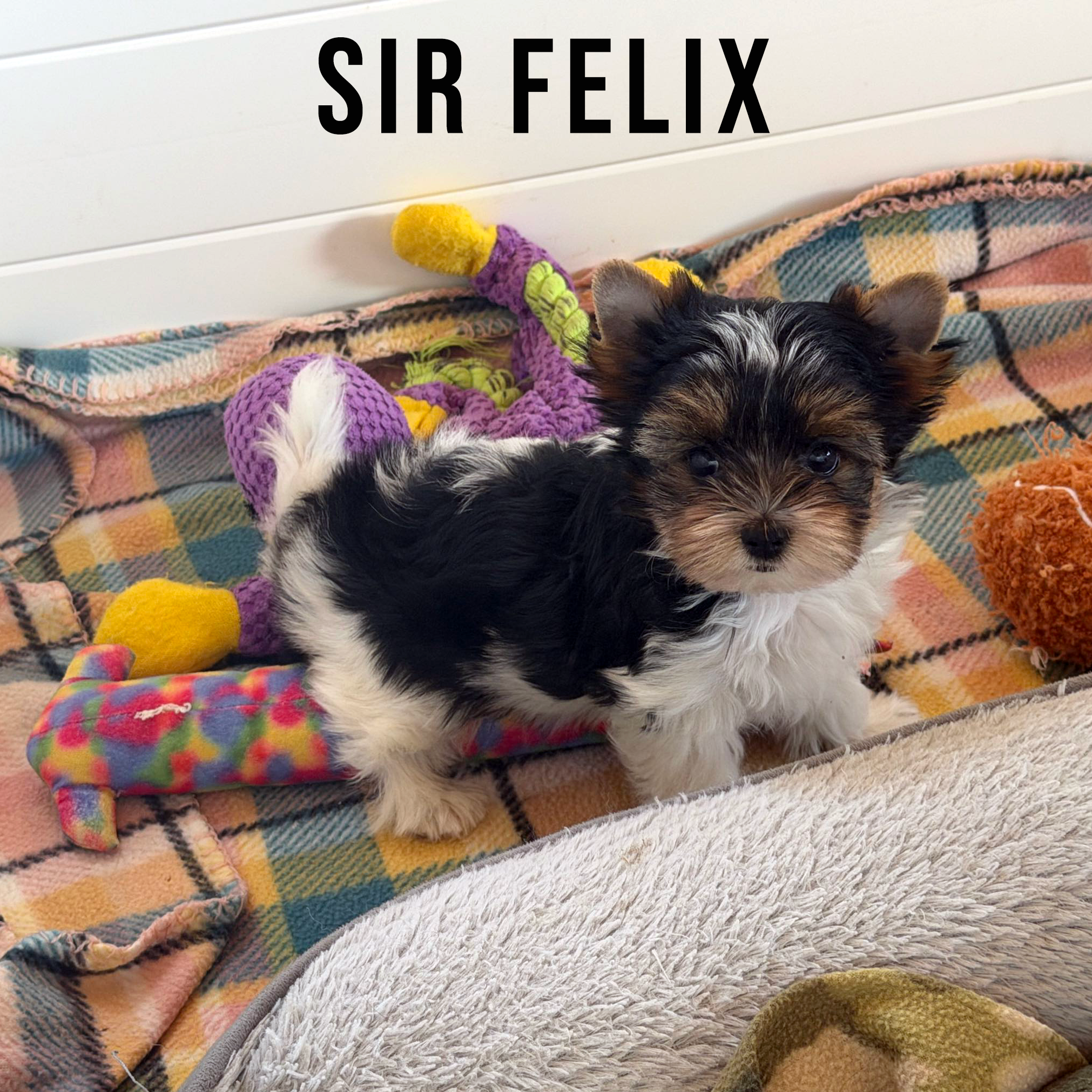 Biewer Terrier Puppy Boy Sir Felix - Image 3