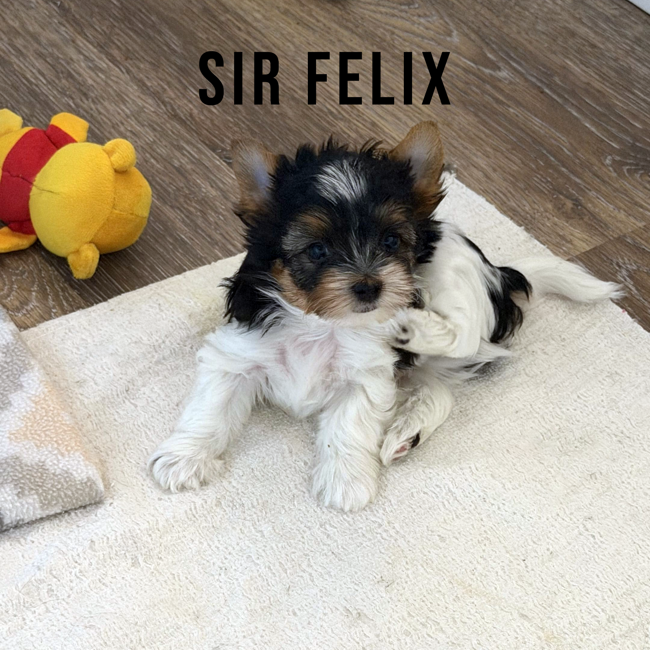 Biewer Terrier Puppy Boy Sir Felix - Image 2