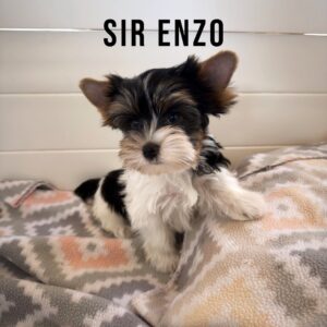 Biewer Terrier Puppy Boy Sir Enzo