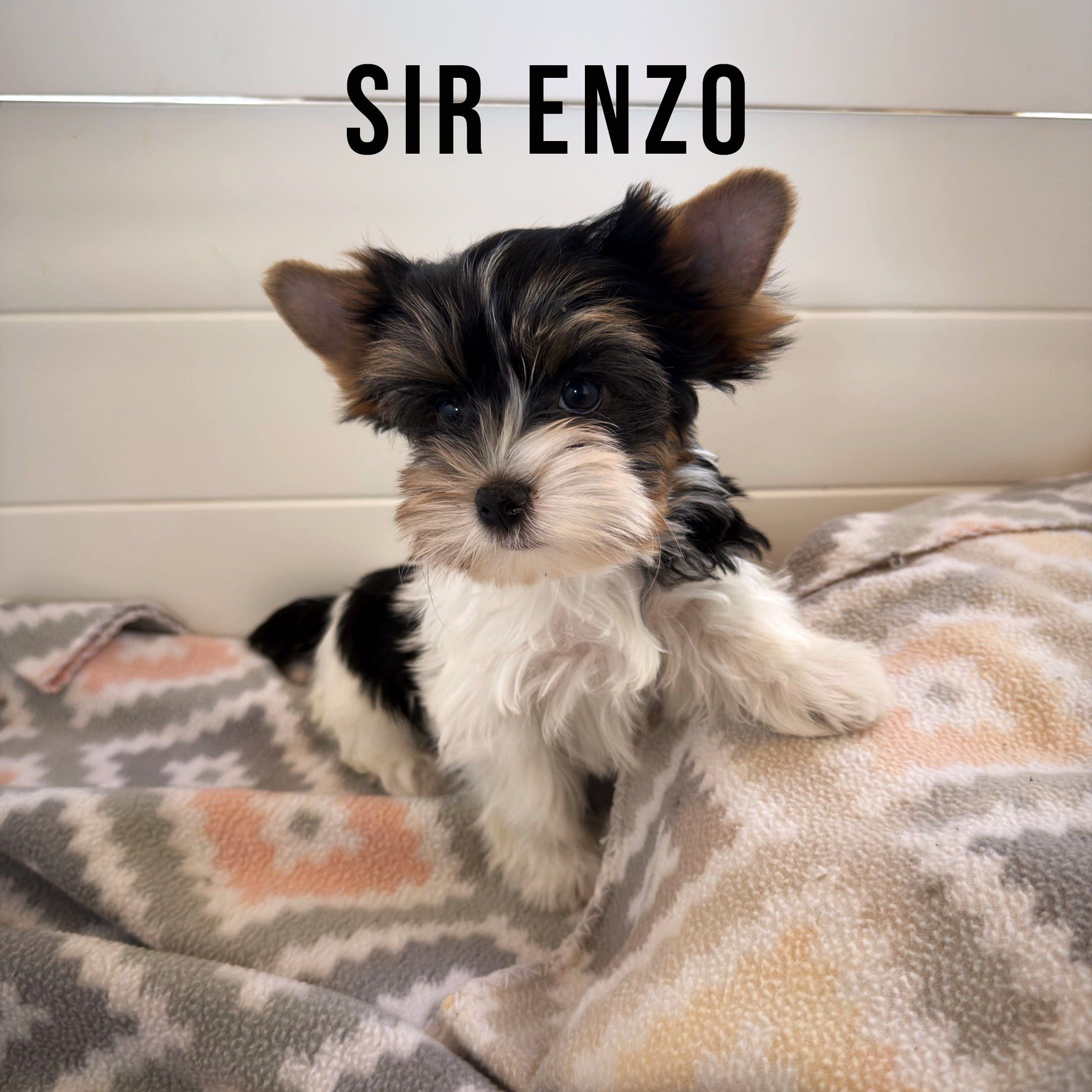 Biewer Terrier Puppy Boy Sir Enzo