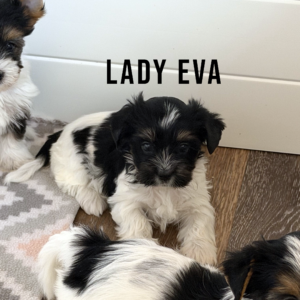Biewer Terrier Puppy Girl Lady Eva