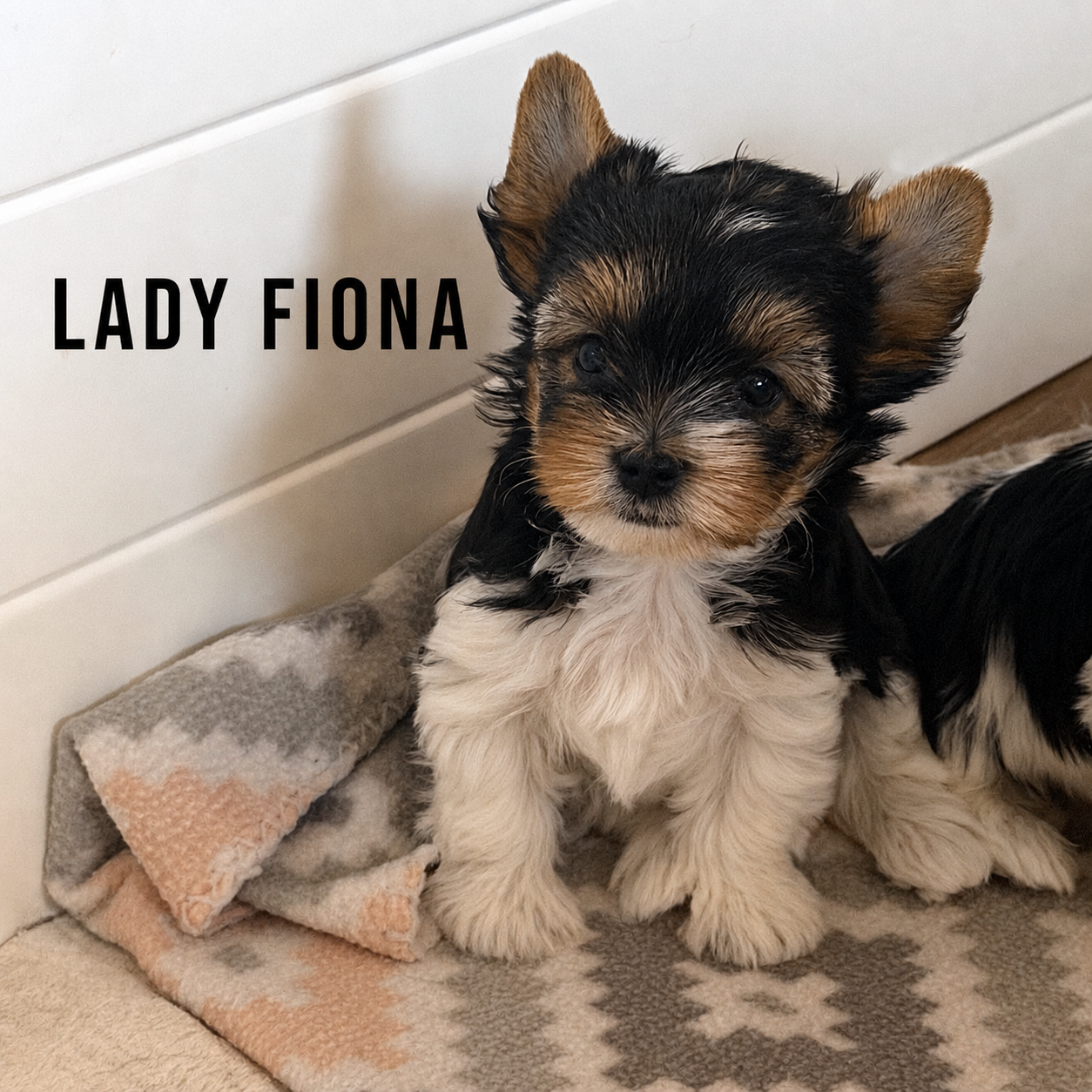 Biewer Terrier Puppy Girl Lady Fiona