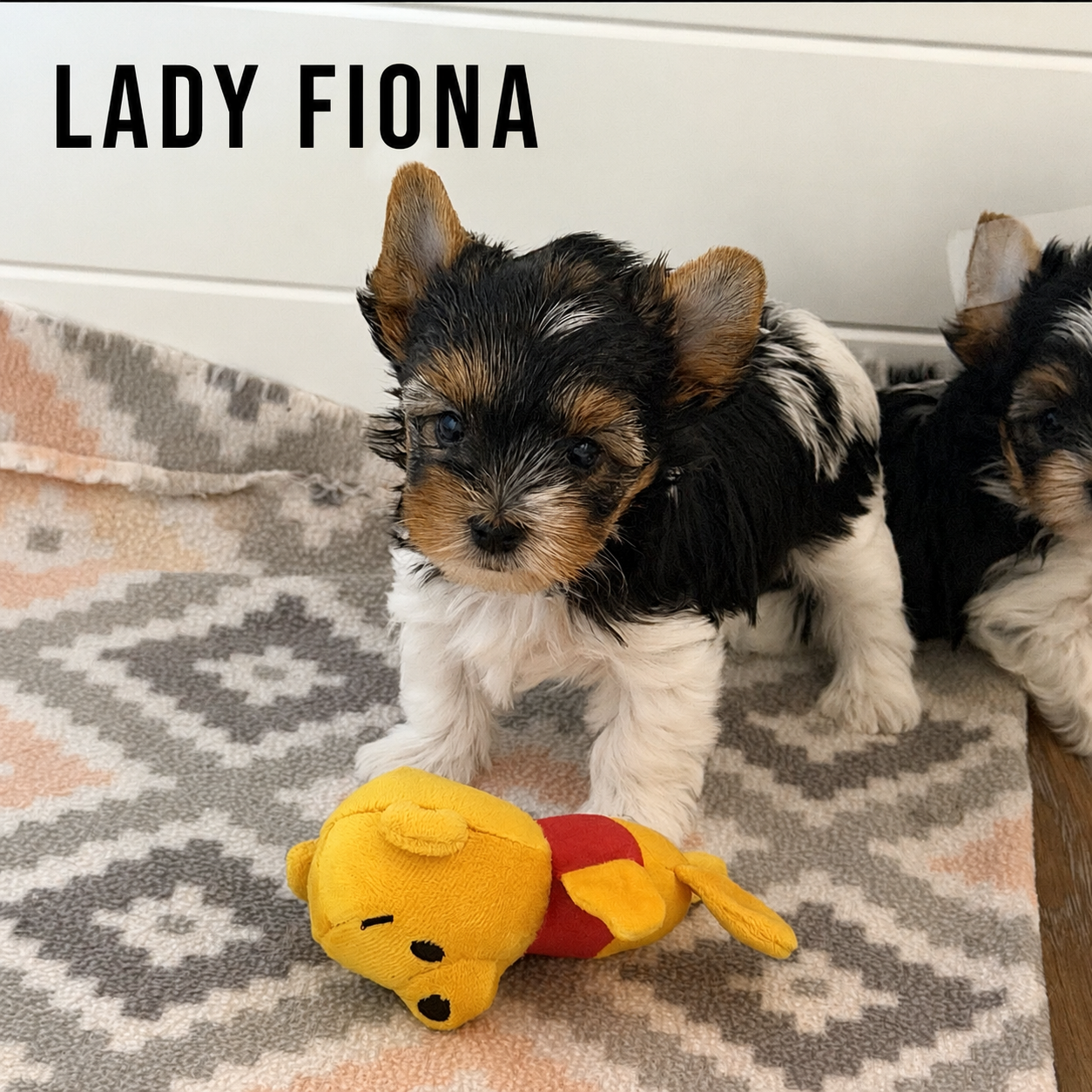 Biewer Terrier Puppy Girl Lady Fiona - Image 2