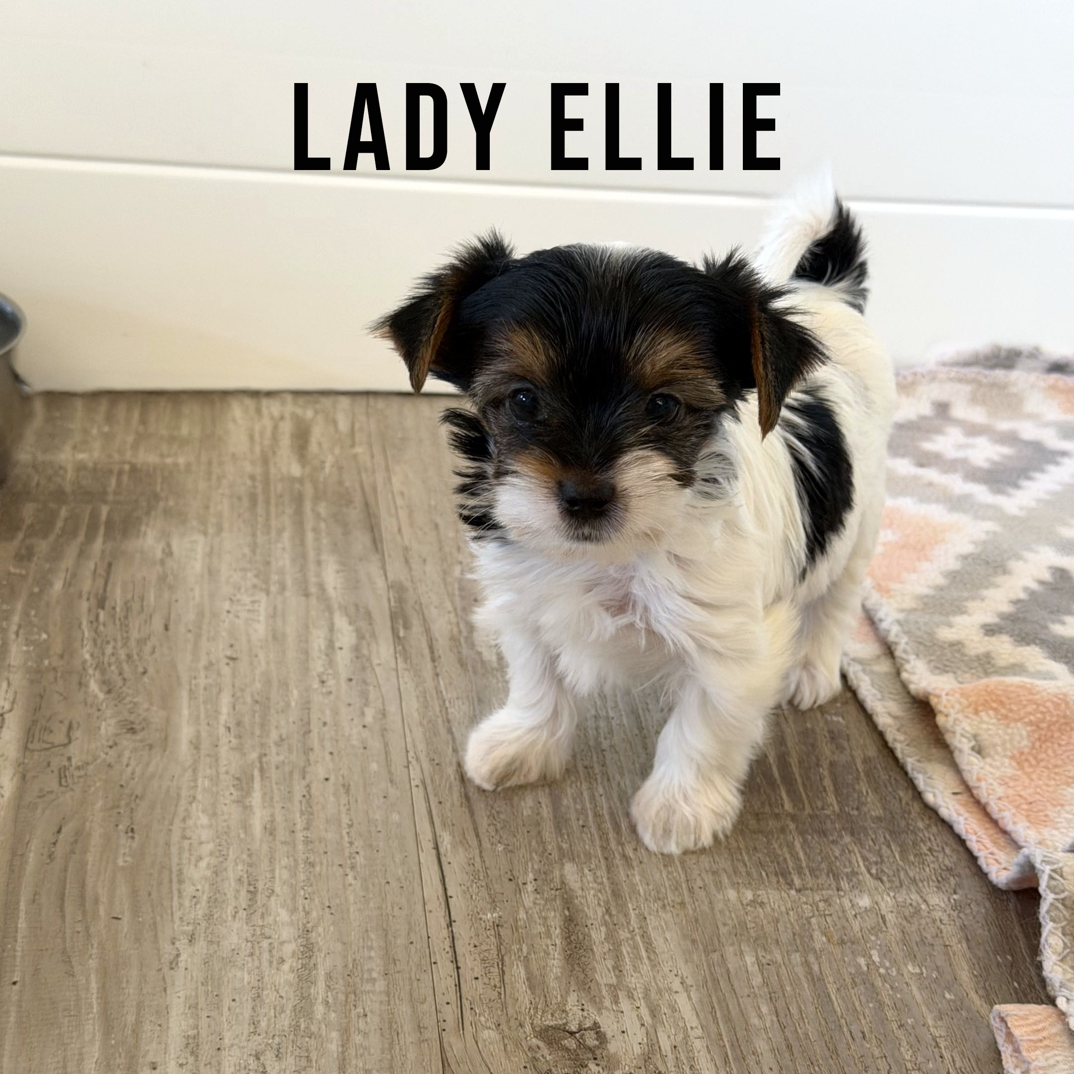 Biewer Terrier Mini Puppy Girl Lady Ellie - Image 3