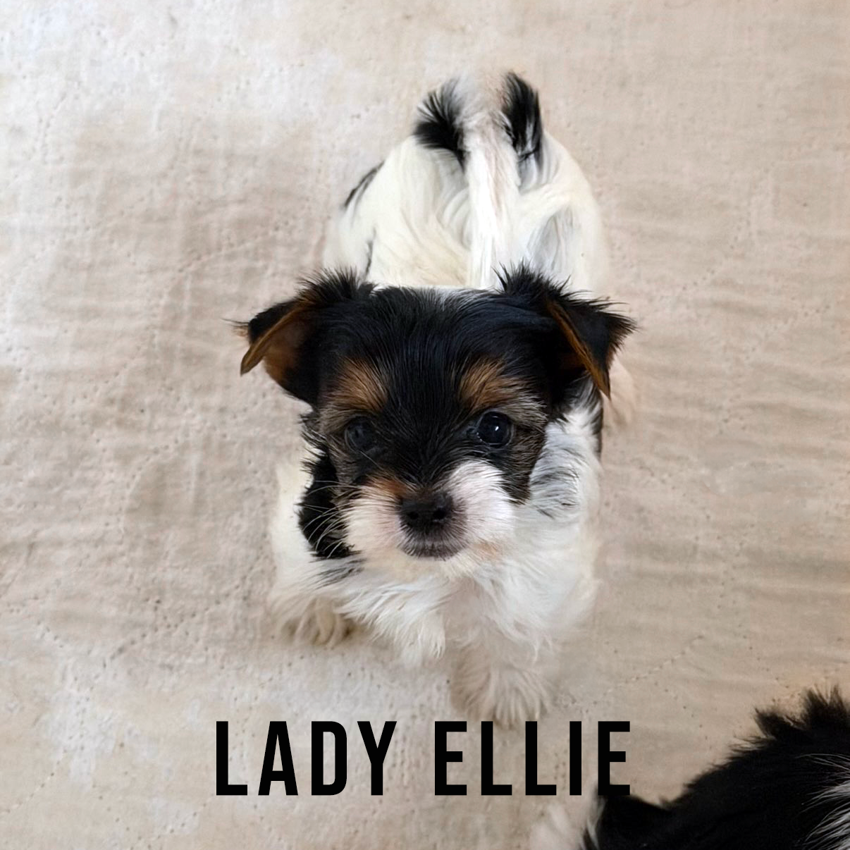Biewer Terrier Mini Puppy Girl Lady Ellie - Image 2