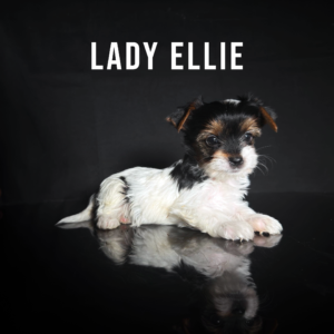 Biewer Terrier Mini Puppy Girl Lady Ellie