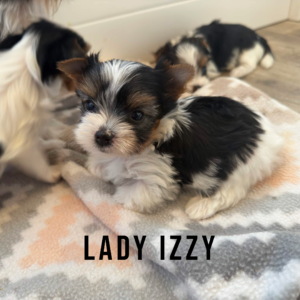 Biewer Terrier Mini Puppy Girl Lady Izzy