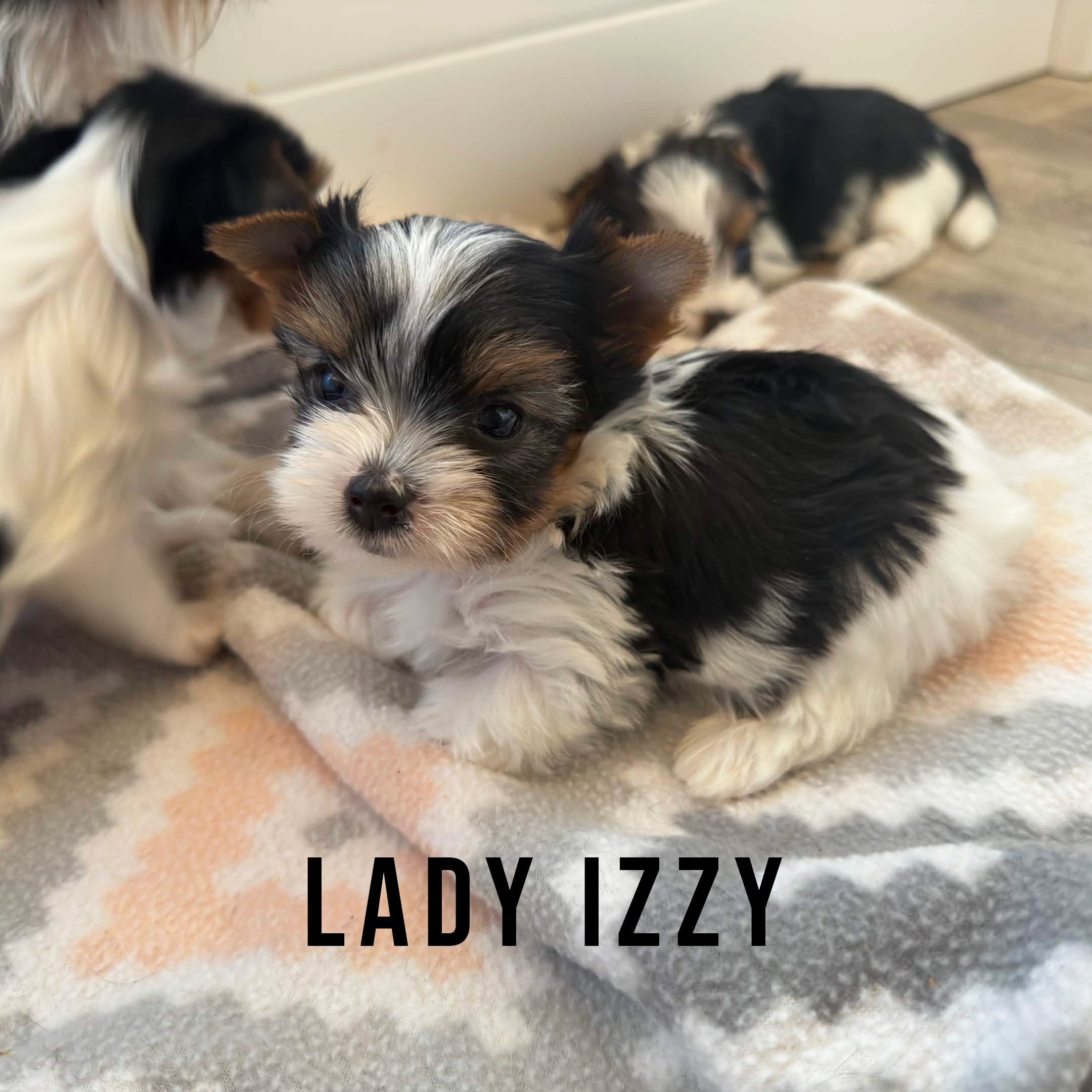 Biewer Terrier Mini Puppy Girl Lady Izzy