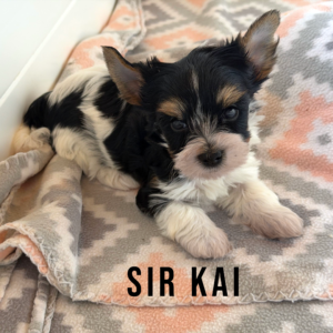 Biewer Terrier Puppy Boy Sir Kai