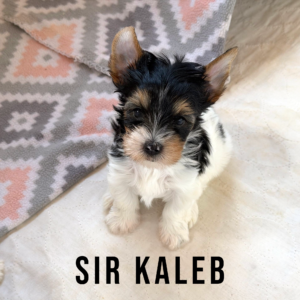 Biewer Terrier Puppy Boy Sir Kaleb