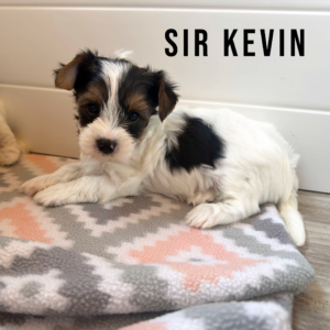 Biewer Terrier Puppy Boy Sir Kevin