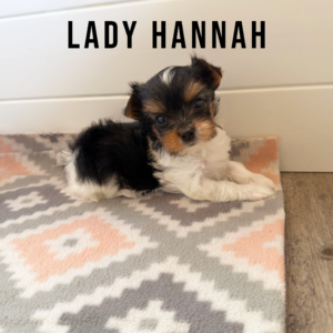 Biewer Terrier Puppy Girl Lady Hannah
