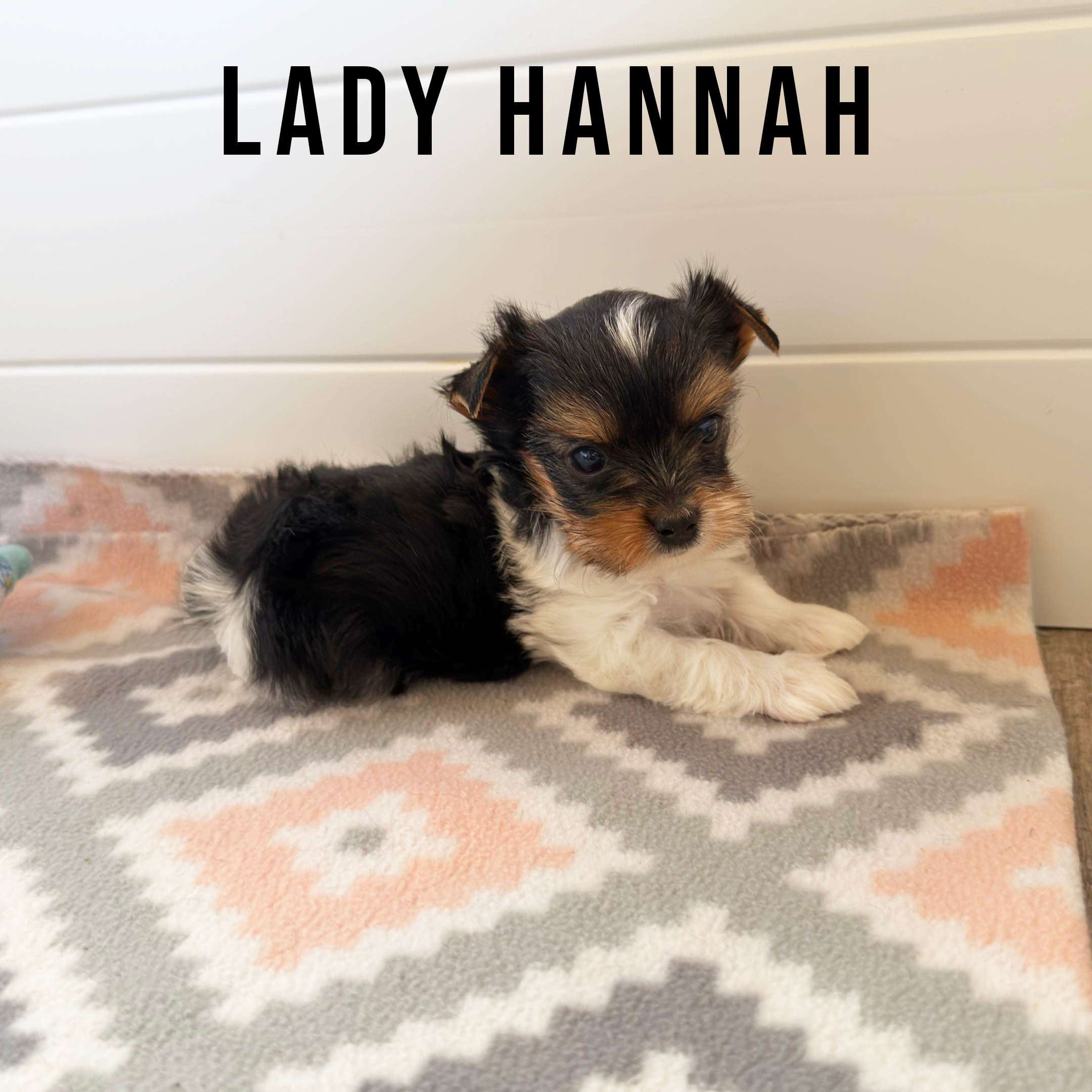 Biewer Terrier Puppy Girl Lady Hannah - Image 2