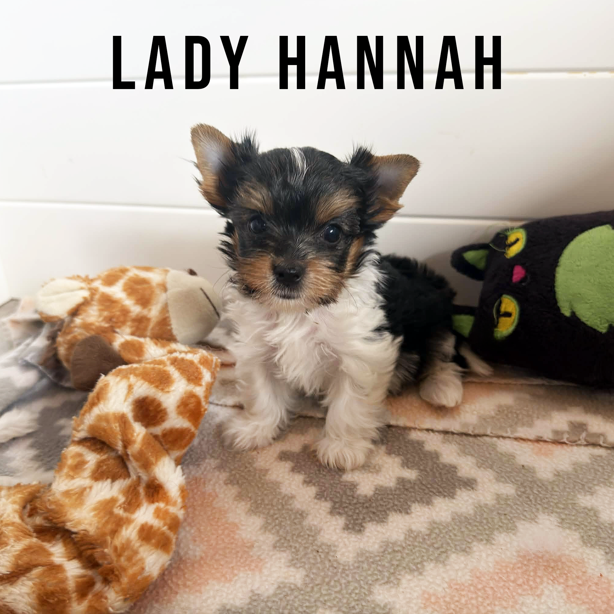 Biewer Terrier Puppy Girl Lady Hannah - Image 3