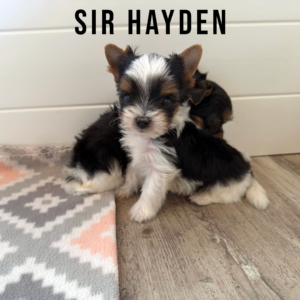 Biewer Terrier Mini Puppy Boy Sir Hayden