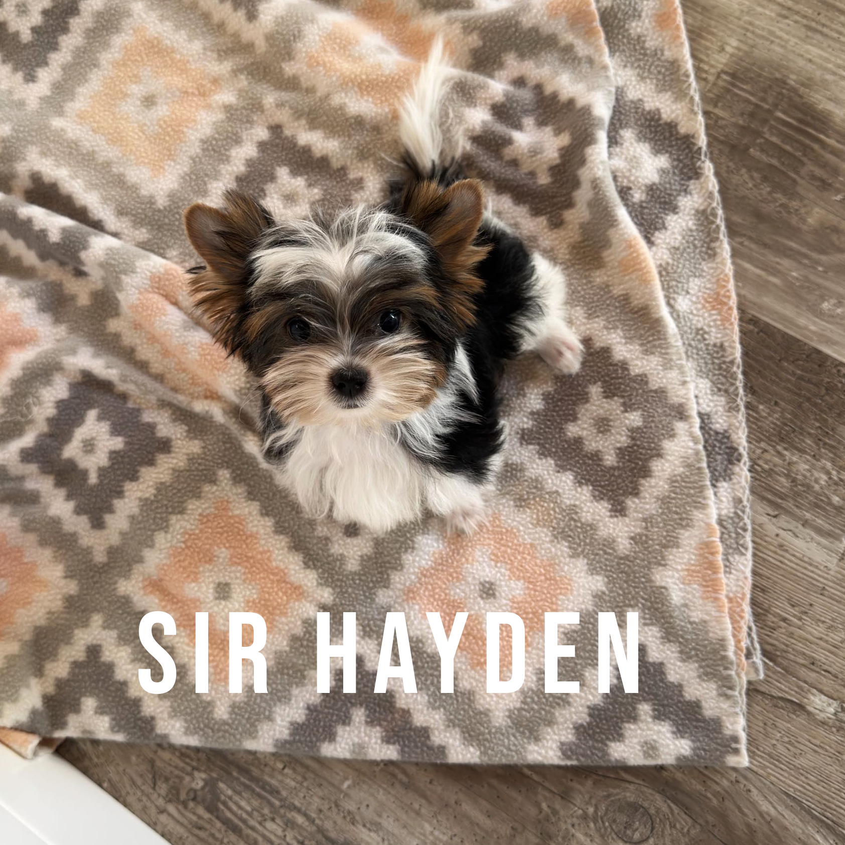 Biewer Terrier Mini Puppy Boy Sir Hayden
